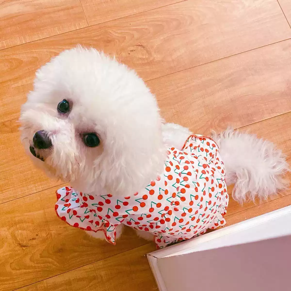 Dog Summer New Vest Dress, Breathable & Sun-Protective (Thin)