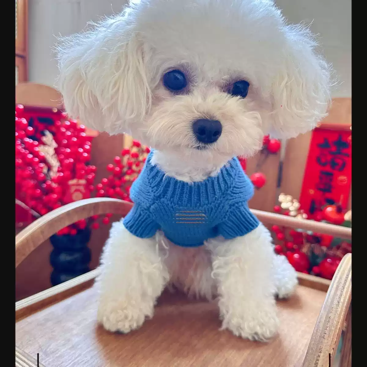 New Autumn-Winter Small Dog & Cat Sweater Dress with Berry Design