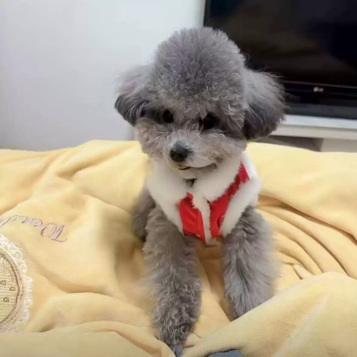 Fleece-Lined Lion Dance Embroidery Pet Coat for Autumn/Winter, New Year Outfit for Dogs & Cats