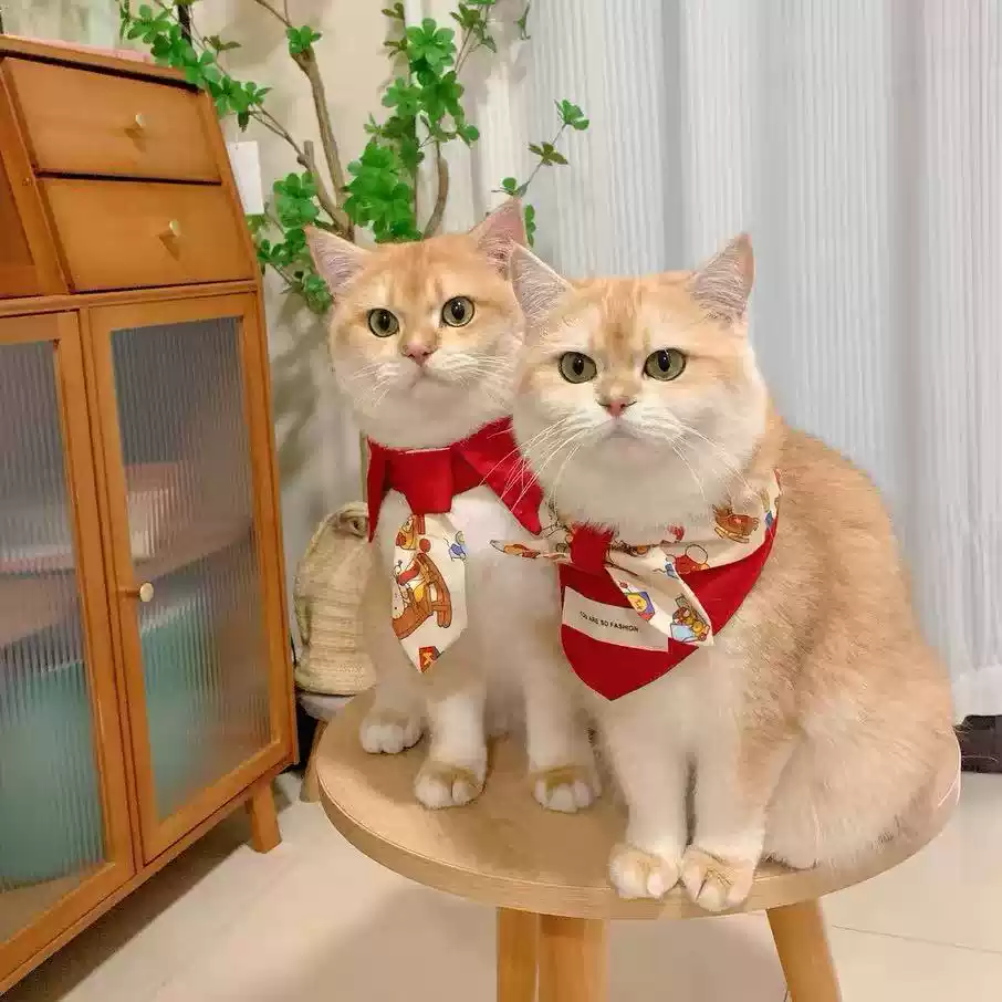 Triangular Bow Pet Scarf for Dogs & Cats (Drool Prevention)