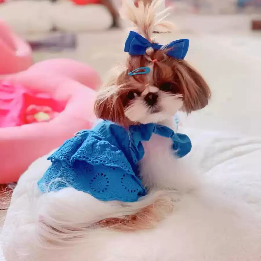 New Spring/Summer Korean Style Flying Sleeve Lace Dress for Dogs & Cats (Lightweight)