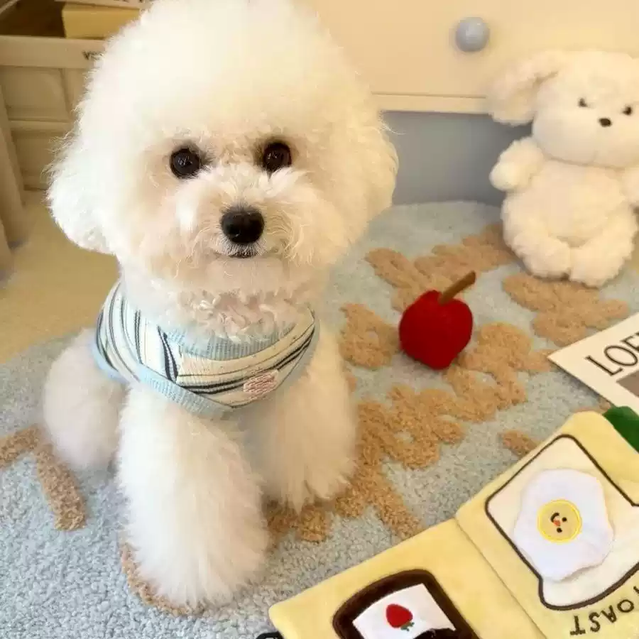 Striped Summer Thin Pet Tank Top for Small Dogs - Spring & Summer (for Bichon Frise, Schnauzer)