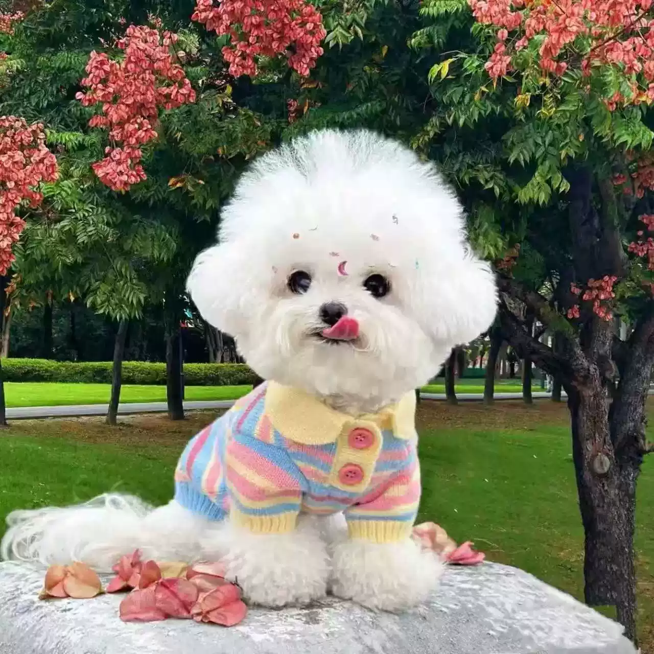 2025 Autumn New Striped Warm Sweater for Small Dogs (Bichon Frise, Poodle, Schnauzer)