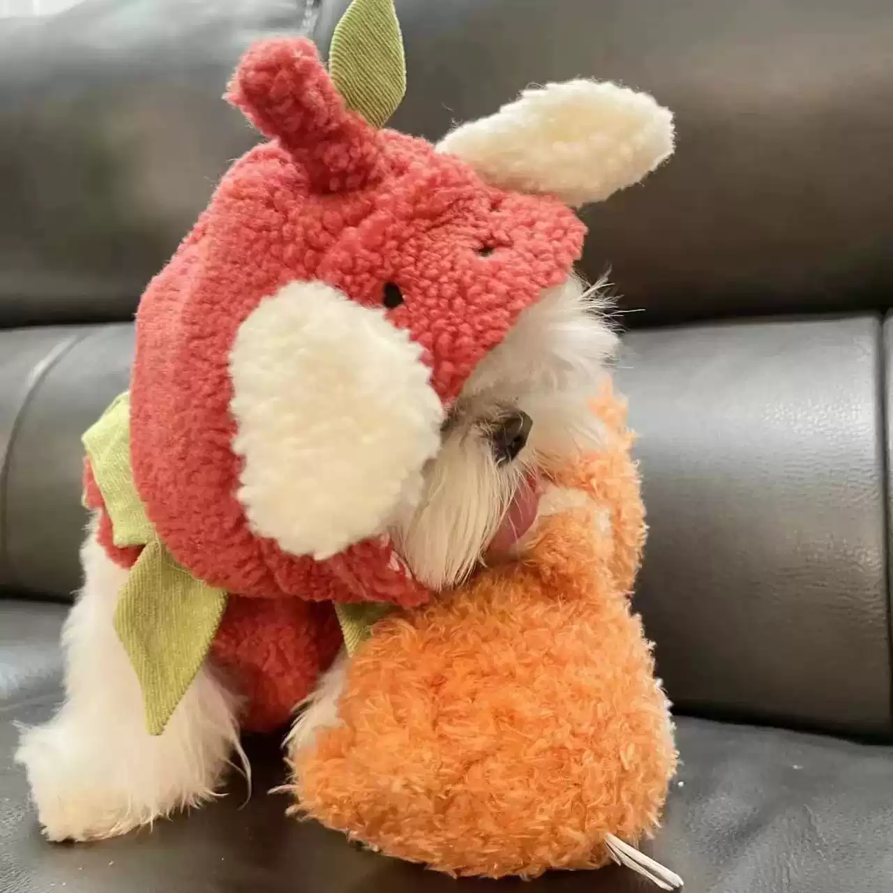 Small Dog Winter Outfit - Cute Korean Style for Small Breeds