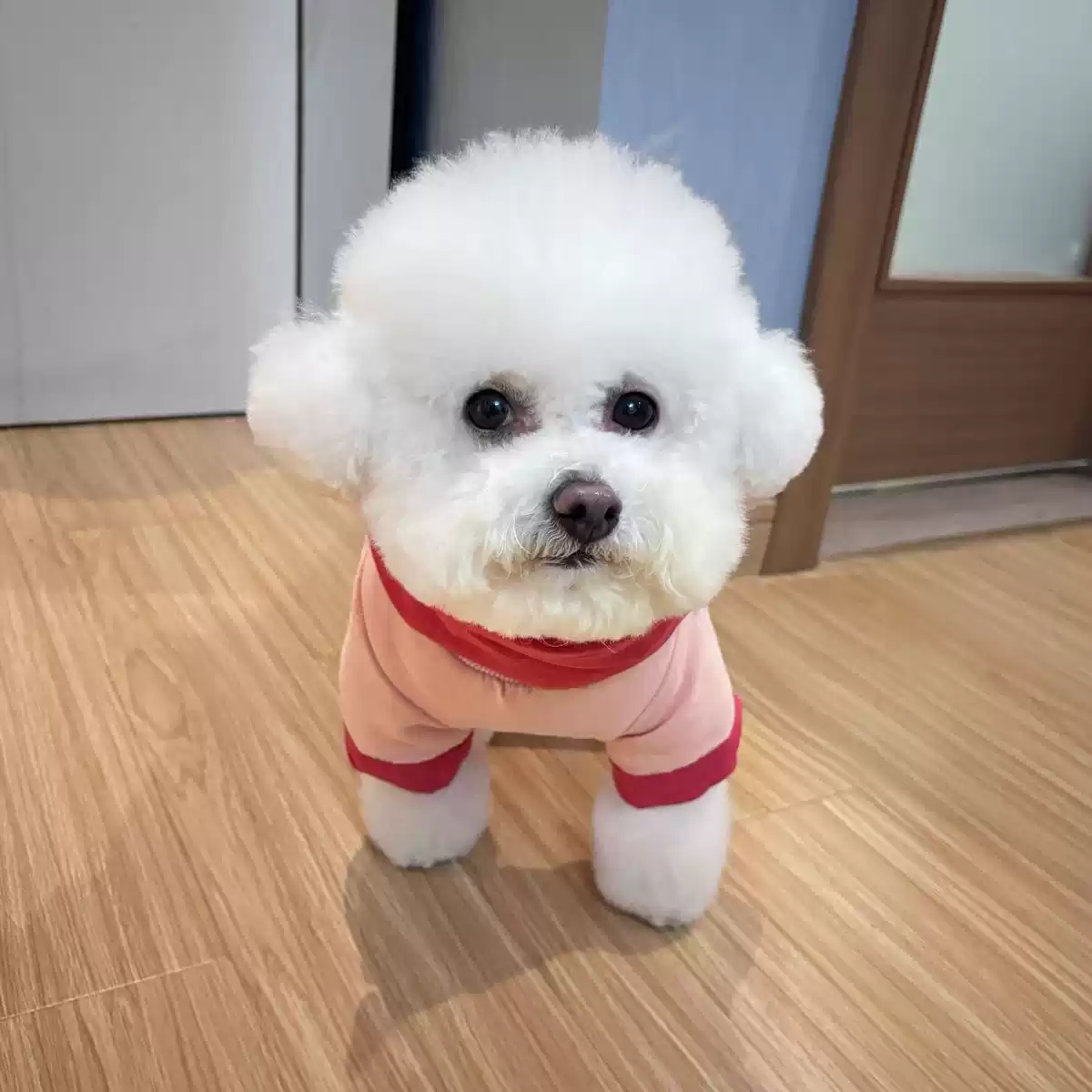 New Autumn & Winter Thickened Pet Cotton Warm Coat for Small Dogs (Teddy, Bichon, Pomeranian) and Cats