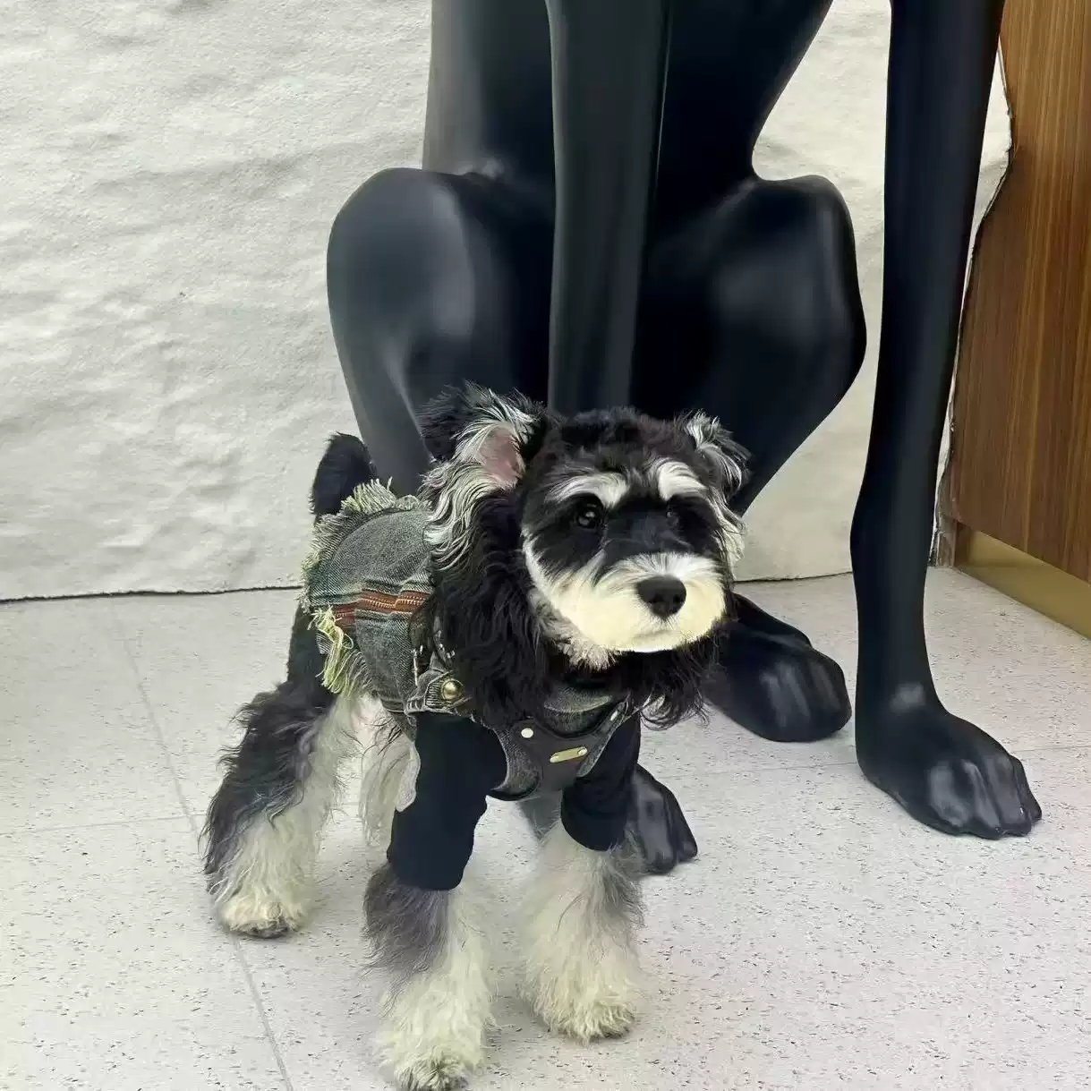 Pet Denim Vest for Autumn and Winter - Suitable for Small Dogs and Cats