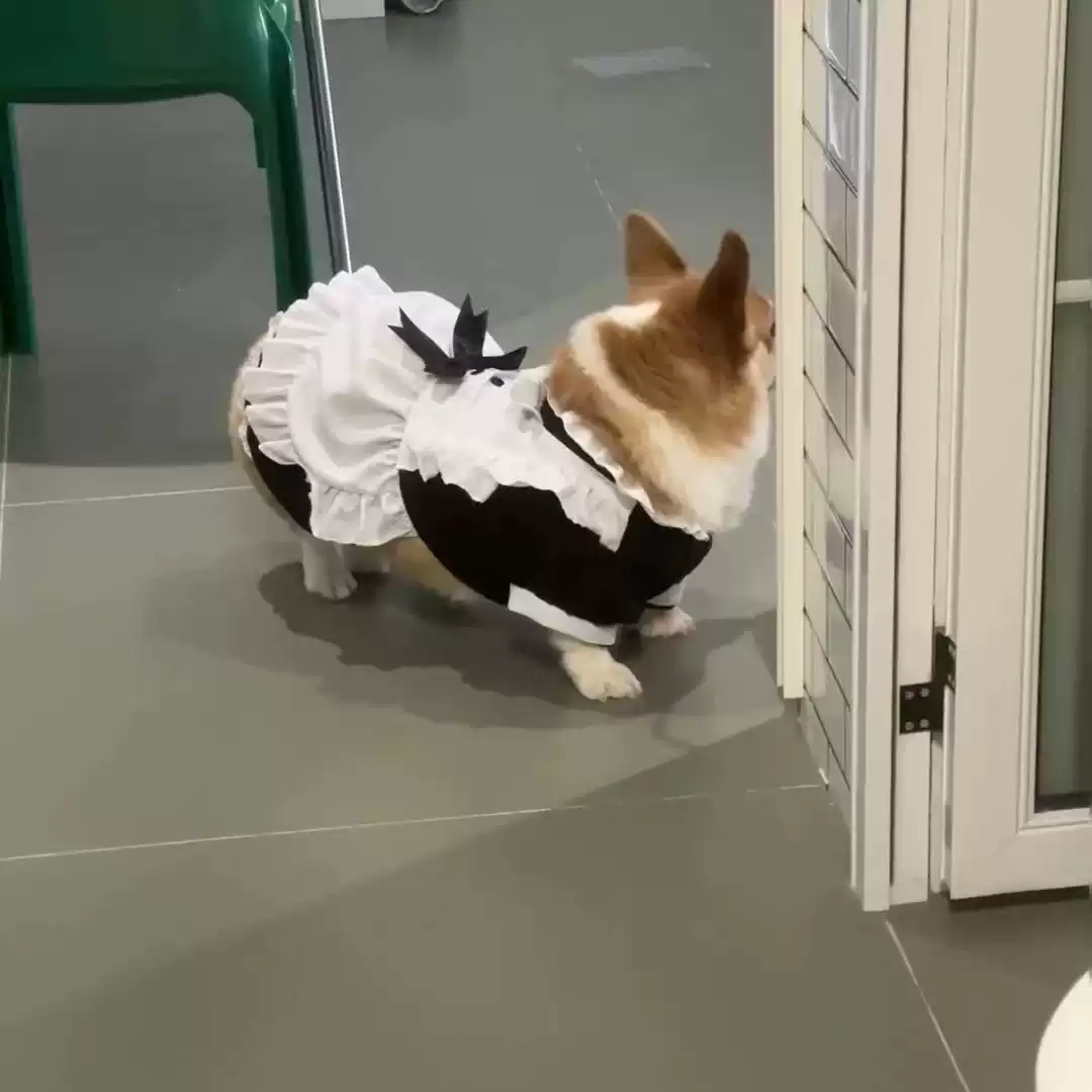 Retro Princess Puffy Skirt Light Flowing Dog Dress