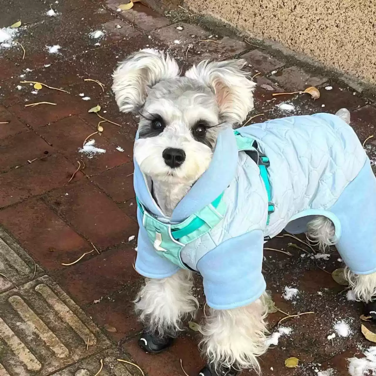 Small Dog Winter Cotton Jacket - Thickened Four-Legged Warm Pet Apparel
