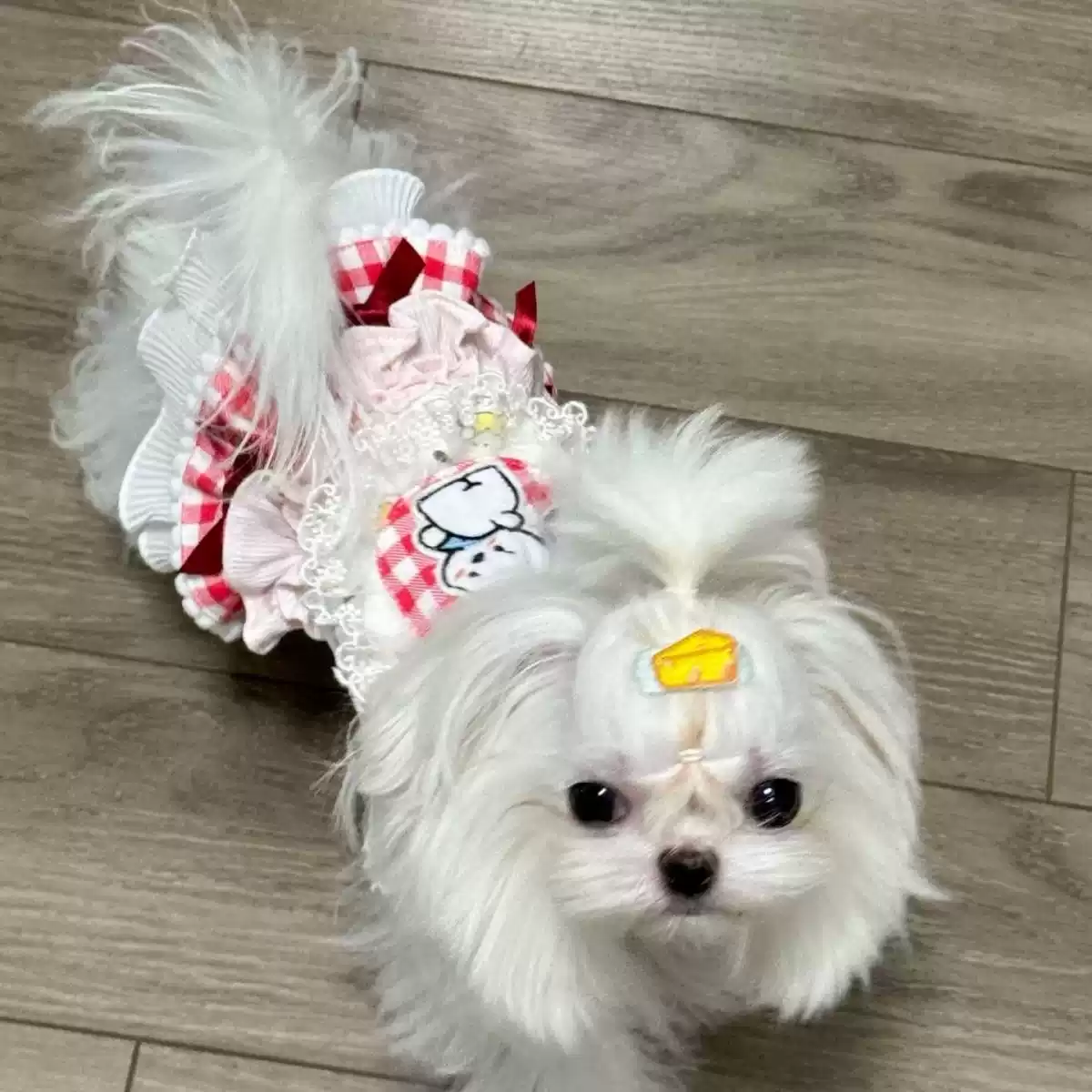 Small Dog & Cat Summer Lightweight Dress