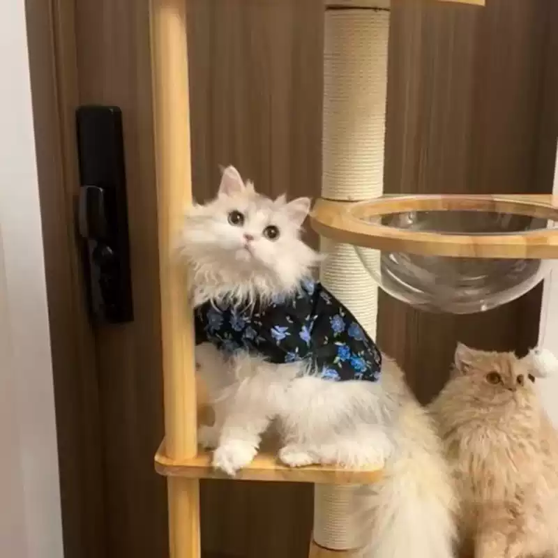 Spring/Summer Anti-Shedding Pet Kitten Dress - Thin & Cute, Universal Fit