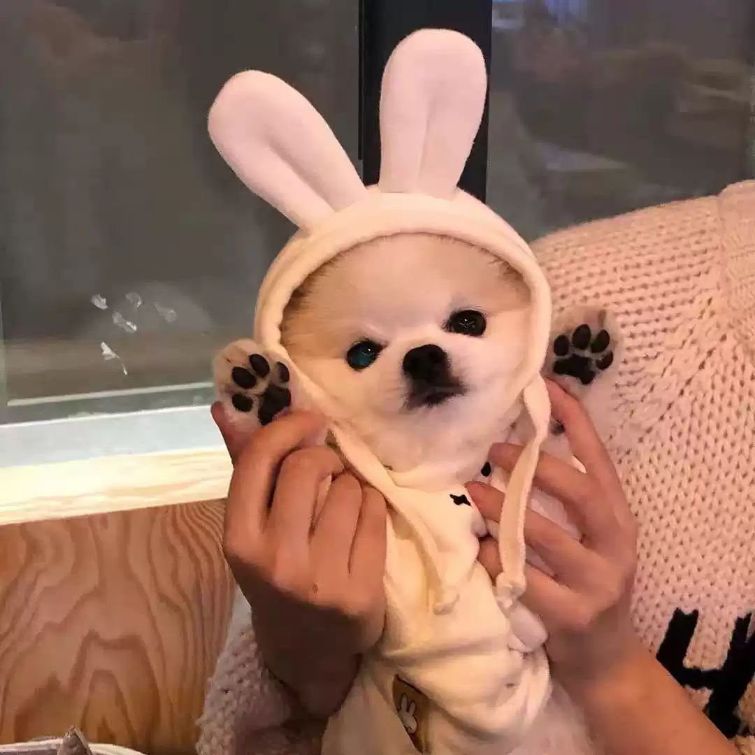 Autumn & Winter Pet Pullover Sweatshirt - Anti-Shedding & Cute