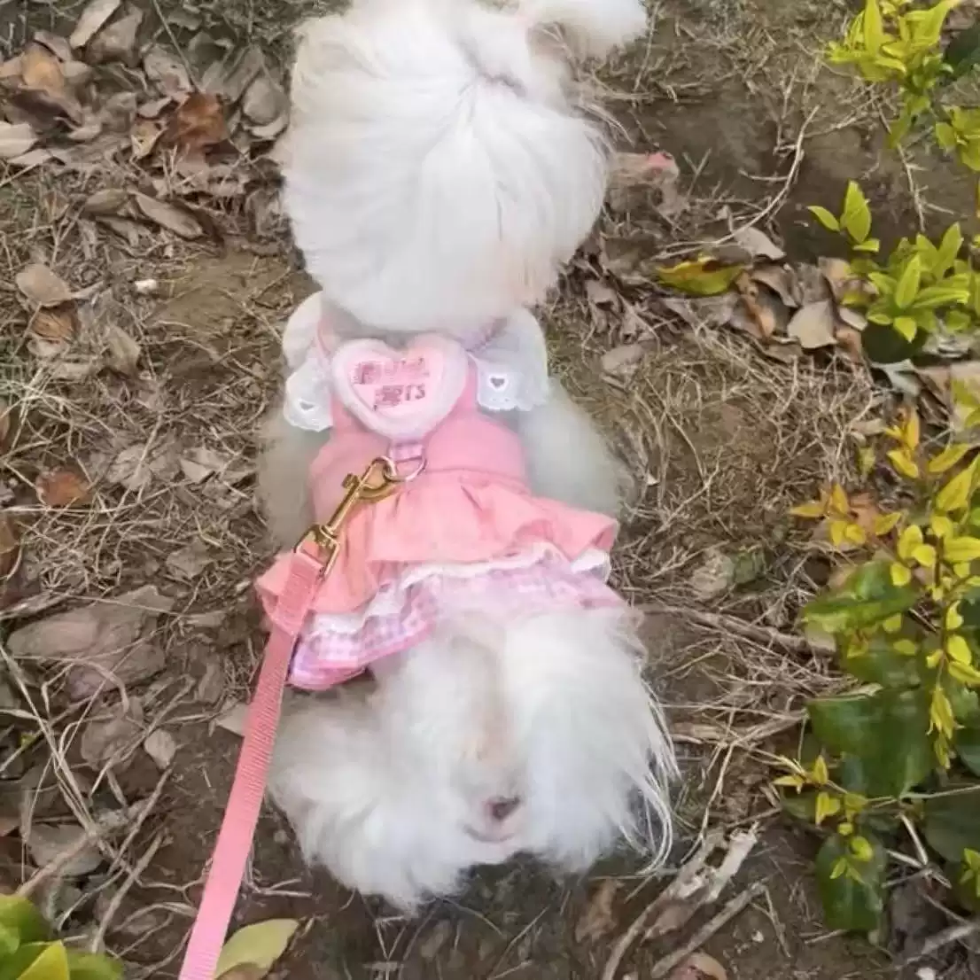 Thin Denim Skirt Princess Outfit for Small Dogs & Cats