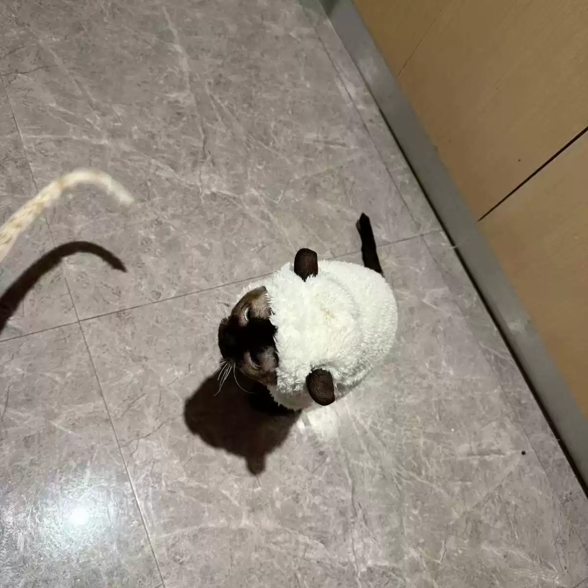 Winter Thickened Fleece-Lined Warm Four-Legged Suit for Hairless Cats (Sphynx & Devon Rex) with Lamb's Wool Cotton