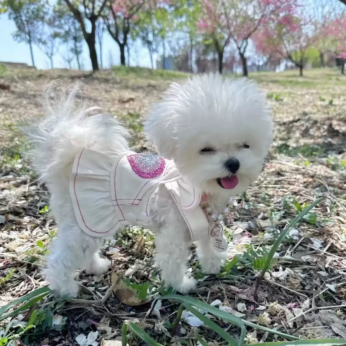 New White Denim Mickey-Style Skirt Pet Outfit for Small Dogs - Spring & Autumn