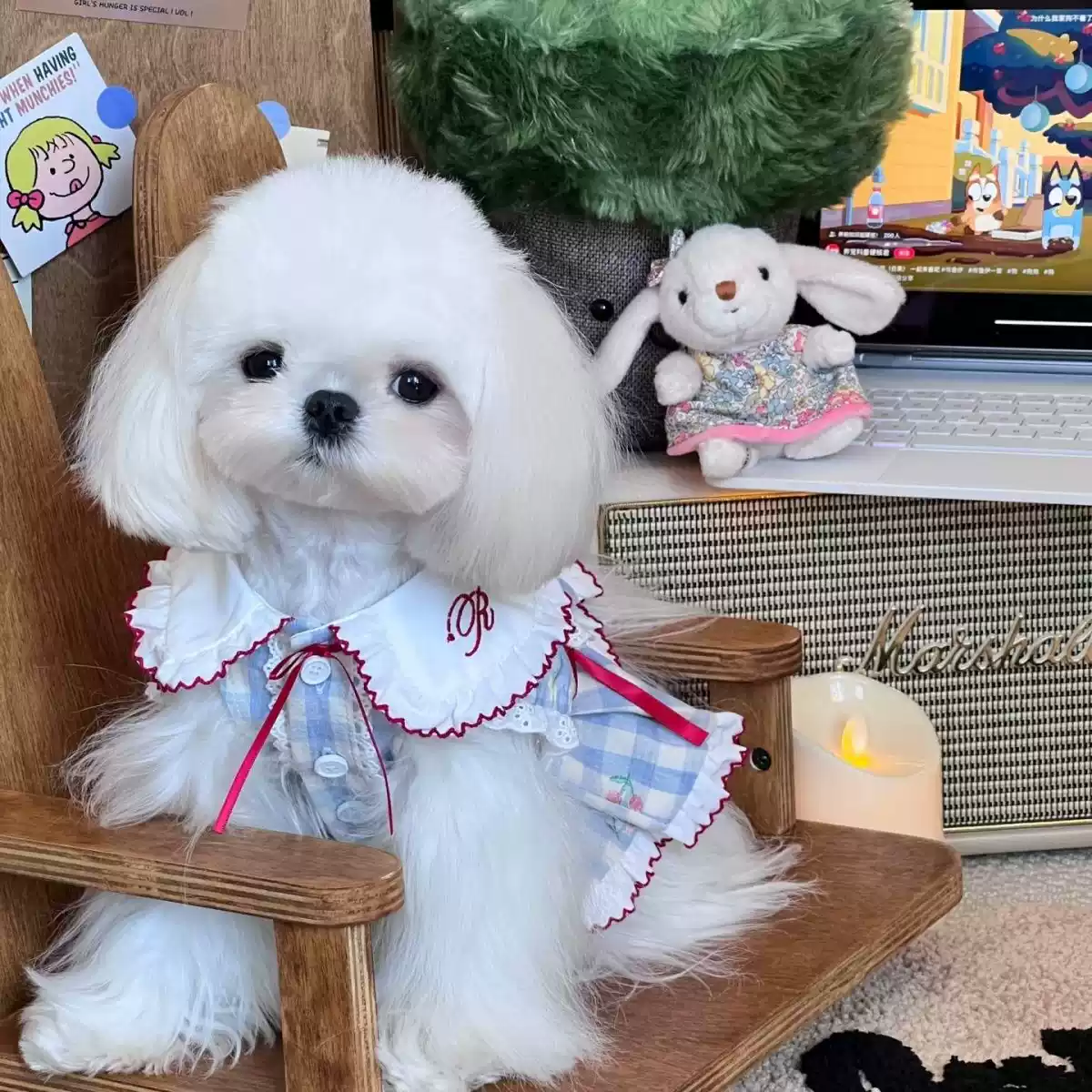 Summer Pet Bubble Plaid Princess Style Homewear