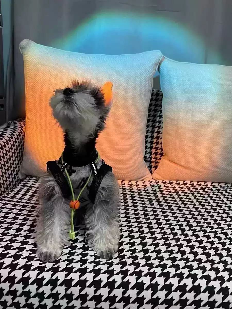 Summer Thin Breathable Dog Vest