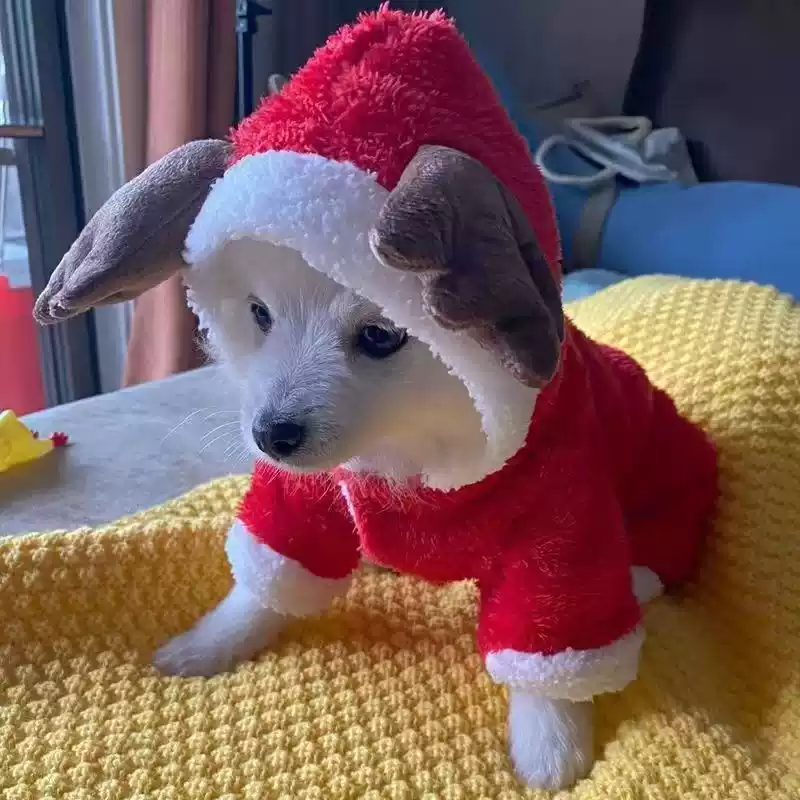 Winter Thickened Four-Legged Pet Outfit, Warm for Small Dogs & Cats