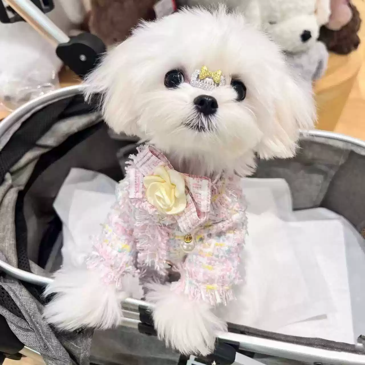 Chic Cardigan for Small Dogs & Cats - Autumn/Winter