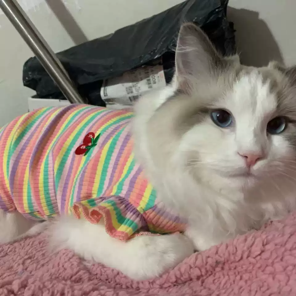 New Color Striped Couple Pet Clothes for Small Dogs & Cats, Spring/Autumn Thin Style