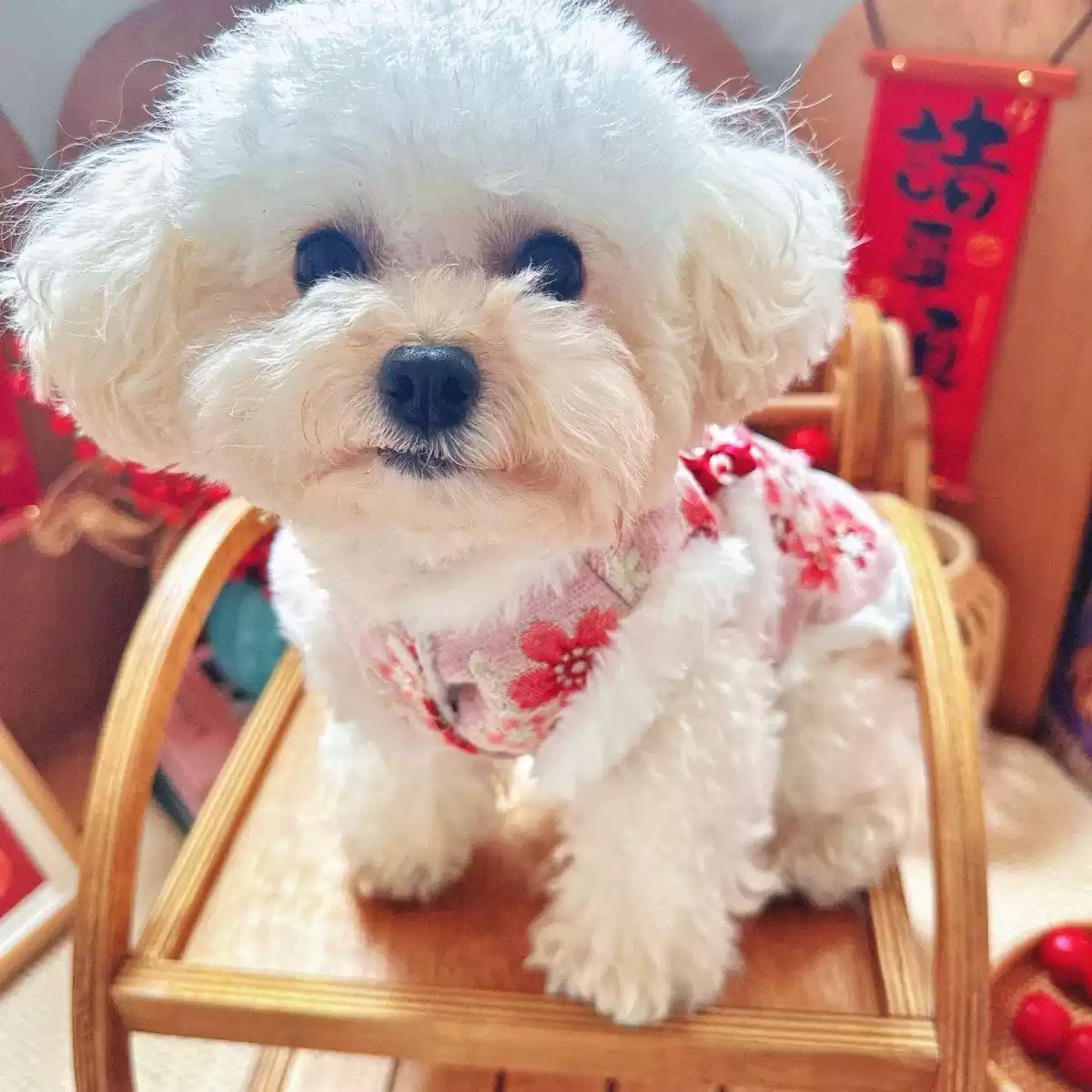 Festive New Year Pet Outfit - Winter Thickened Warm Dog & Cat Costume