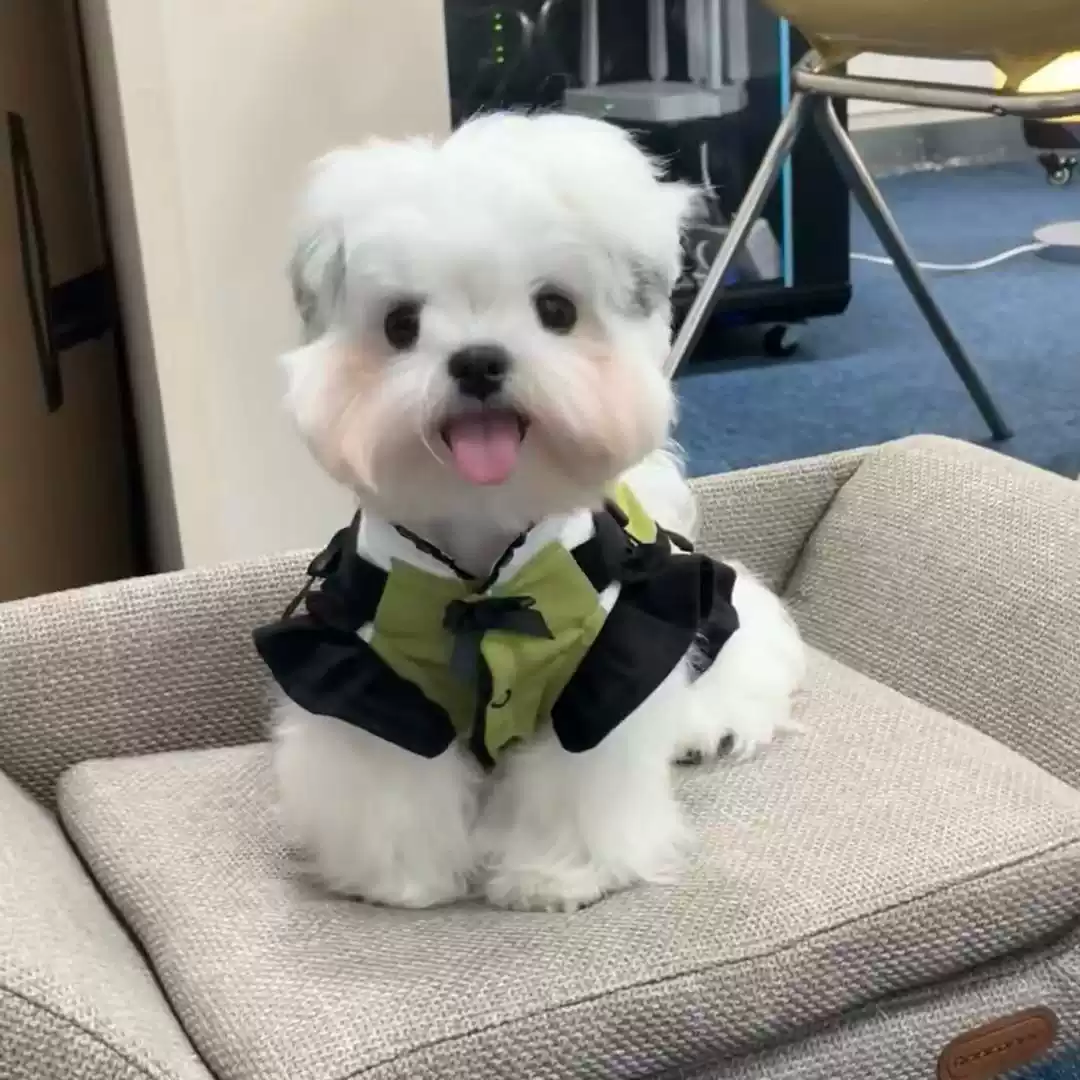 Cute All-Season Princess-Style Lace Trim Cotton Dress for Dogs & Cats