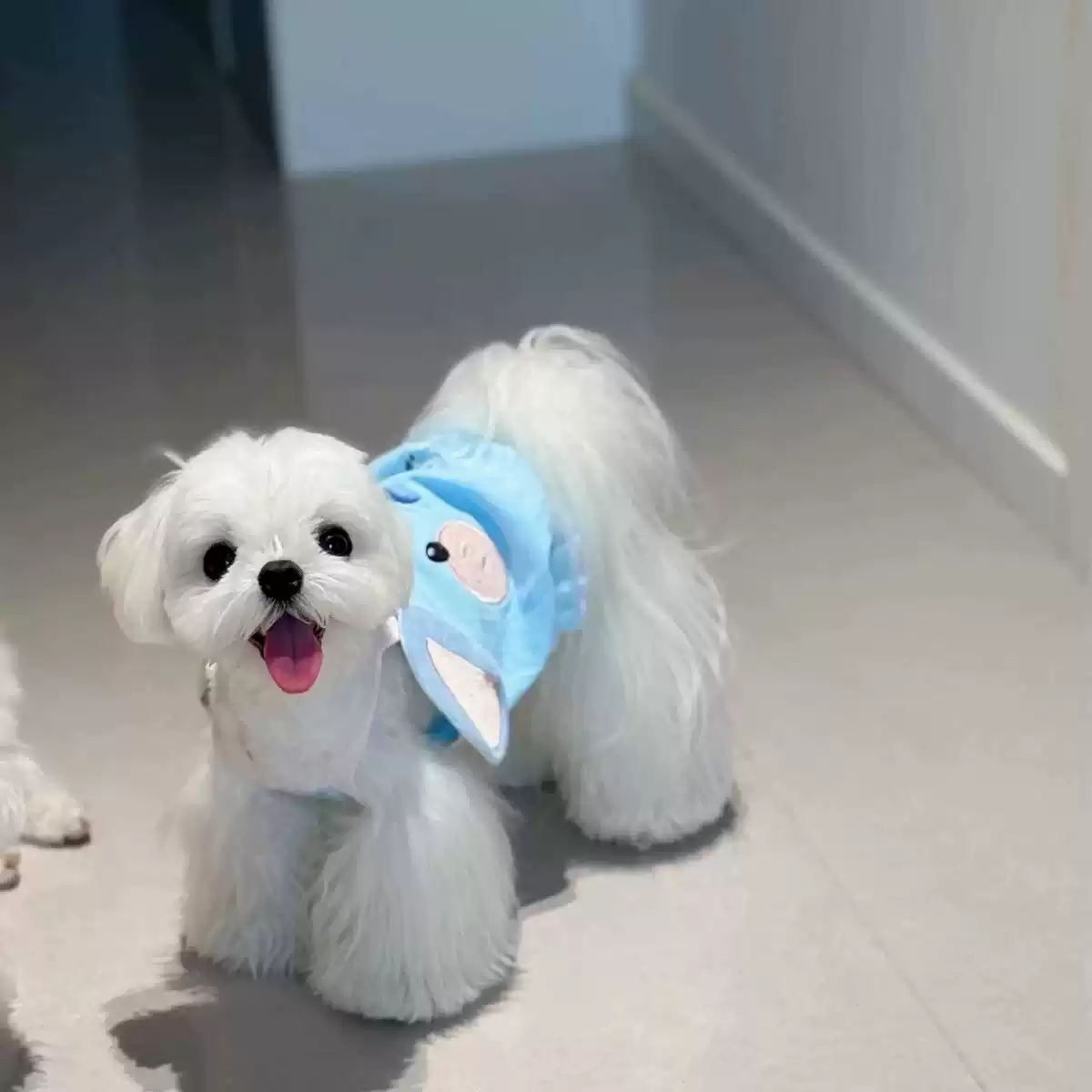 Anti-Shedding Summer Pet Vest for Dogs and Cats, Thin Style for Small Breeds