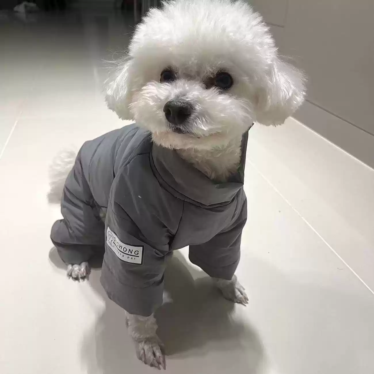 Winter & Autumn Thick Four-legged Cotton-padded Dog Jacket with Back Snap Buttons, Simple & Stylish for Small Pets 2024