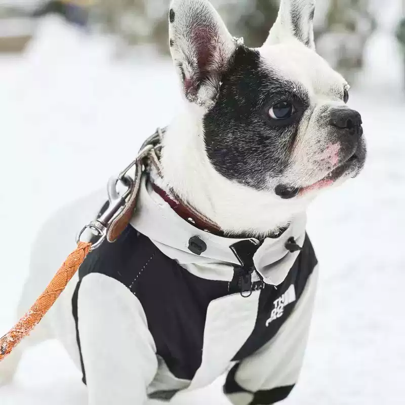 Winter Thickened Cotton-Padded Dog Jacket