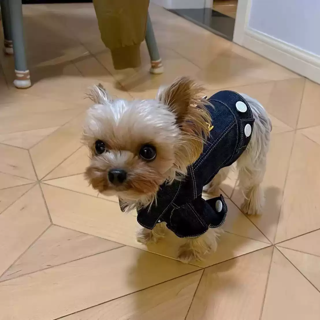 Small Dog Denim Pet Outfit - Seasonal Apparel for Small Dogs (Spring, Autumn, Winter, Summer)