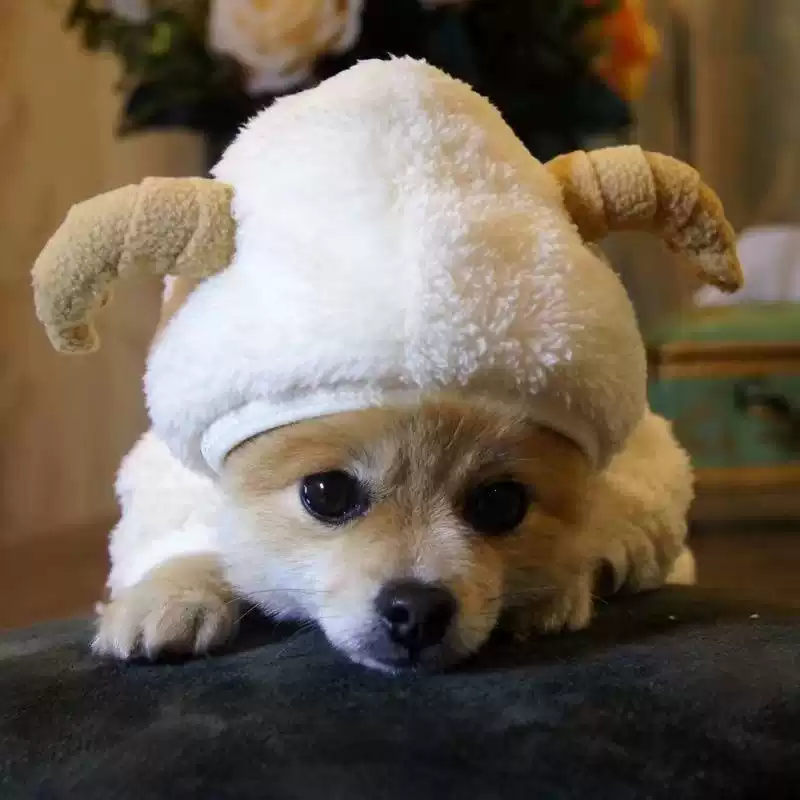 Small Dog Autumn & Winter Warm Four-Legged Outfit with Cute Ears