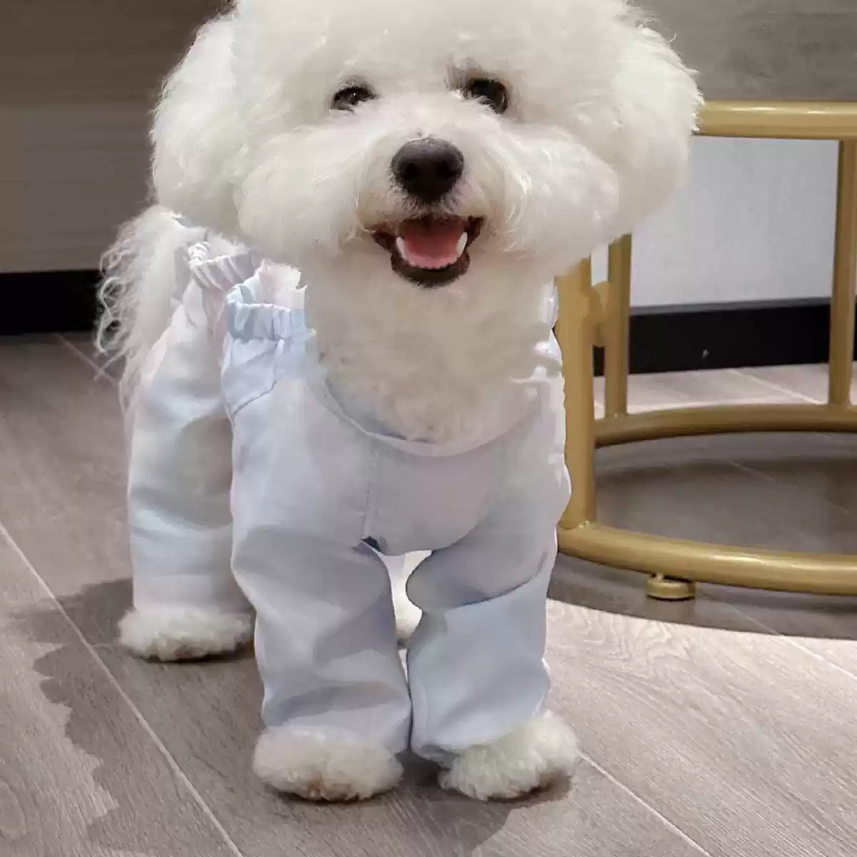 Small Dog Lightweight Four-Legged Leggings - Dust-Proof, Warm, Dirt & Insect Resistant for Walking (All Seasons)