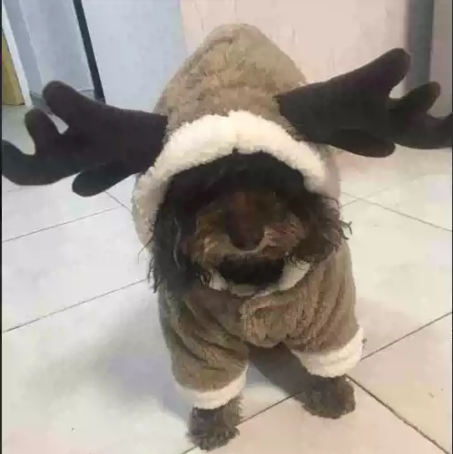 Small Pet Four-Legged Winter Outfit, Fleece-Lined, Thick, Christmas Style