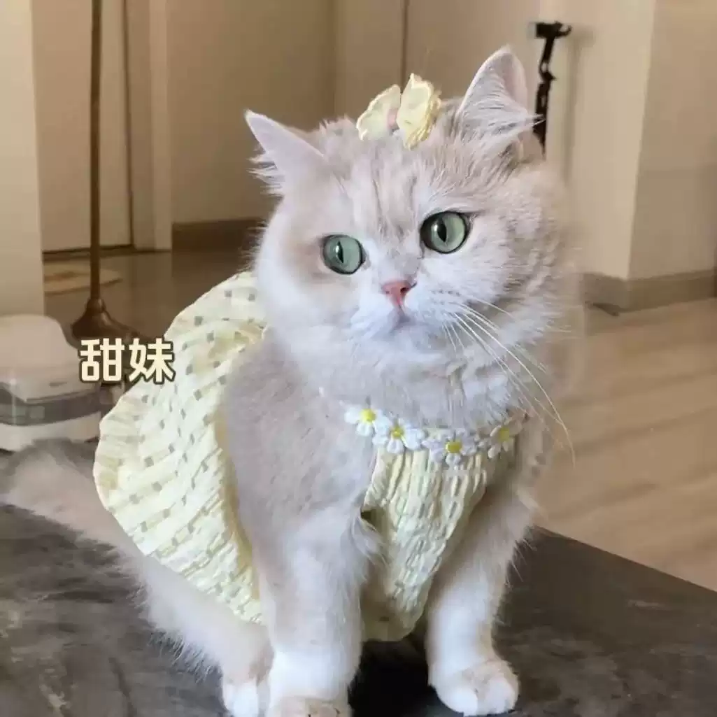 Cute Spring Summer Thin Cat Dress for Small Cats