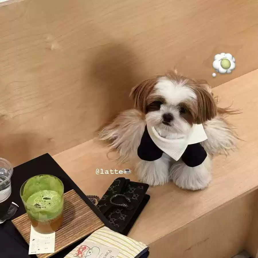 Warm Two-Legged Dog Sweater Vest - Autumn & Winter Pet Clothing for Small Dogs