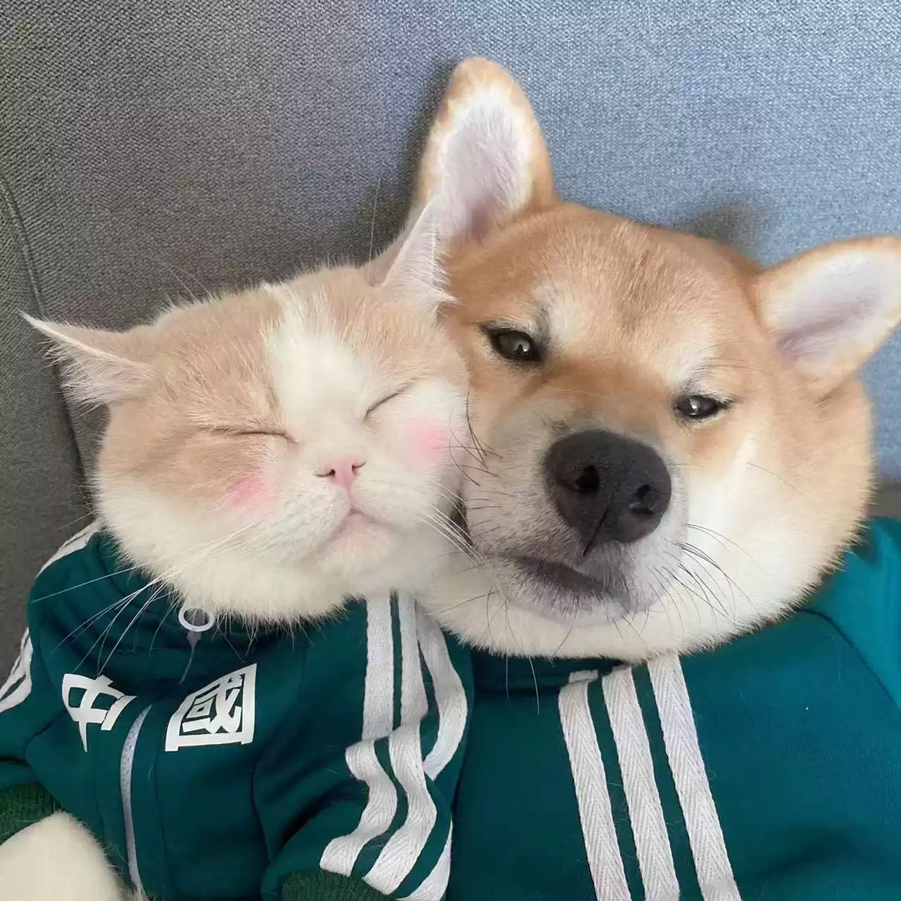 Pet Apparel for Cats & Dogs, Spring/Autumn/Winter, Suitable for Small to Medium Breeds (Poodle, Corgi, Schnauzer)