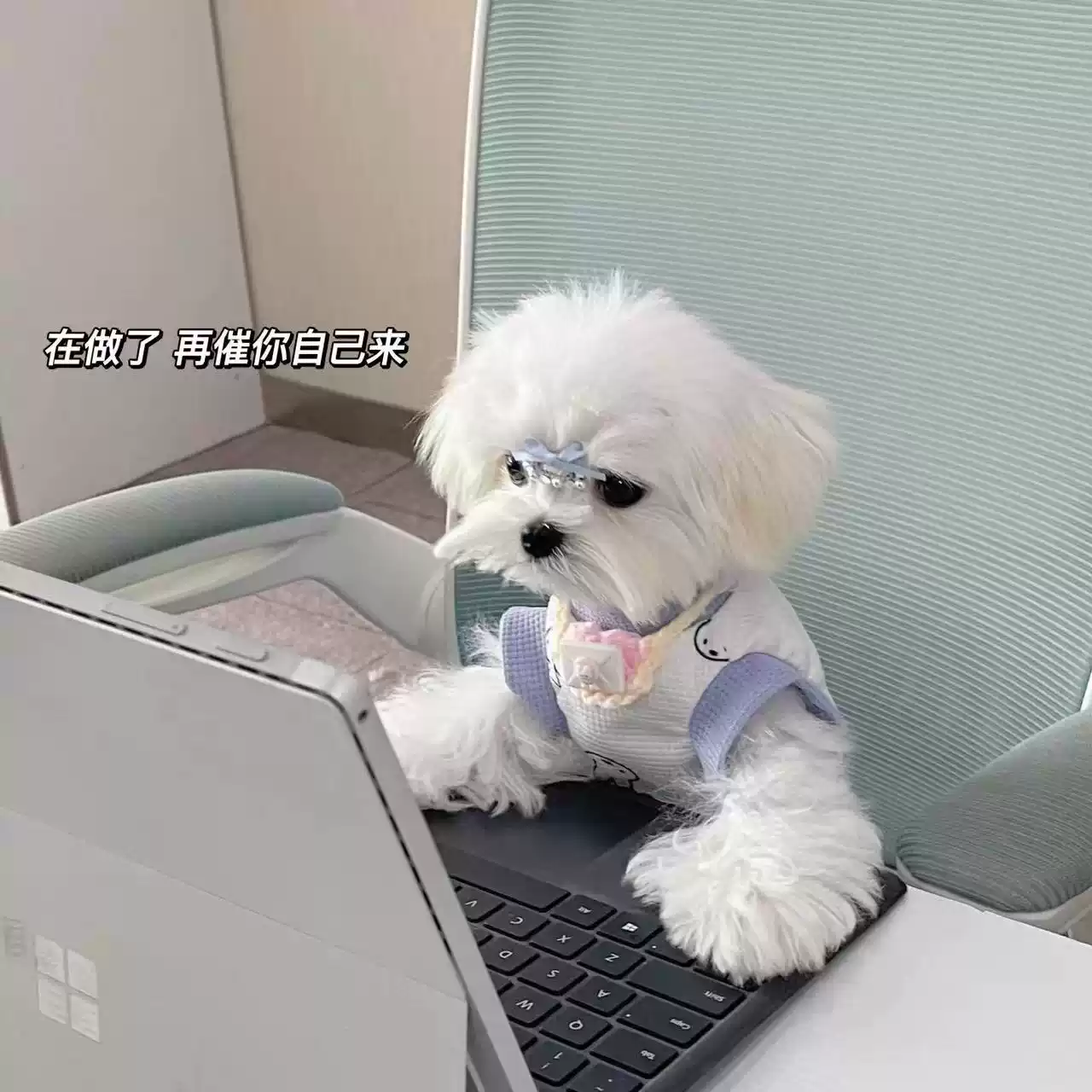 Spring & Summer Pet Clothing Cats & Dogs Trendy White-Purple Color Block Waffle Stylish Sweatshirt