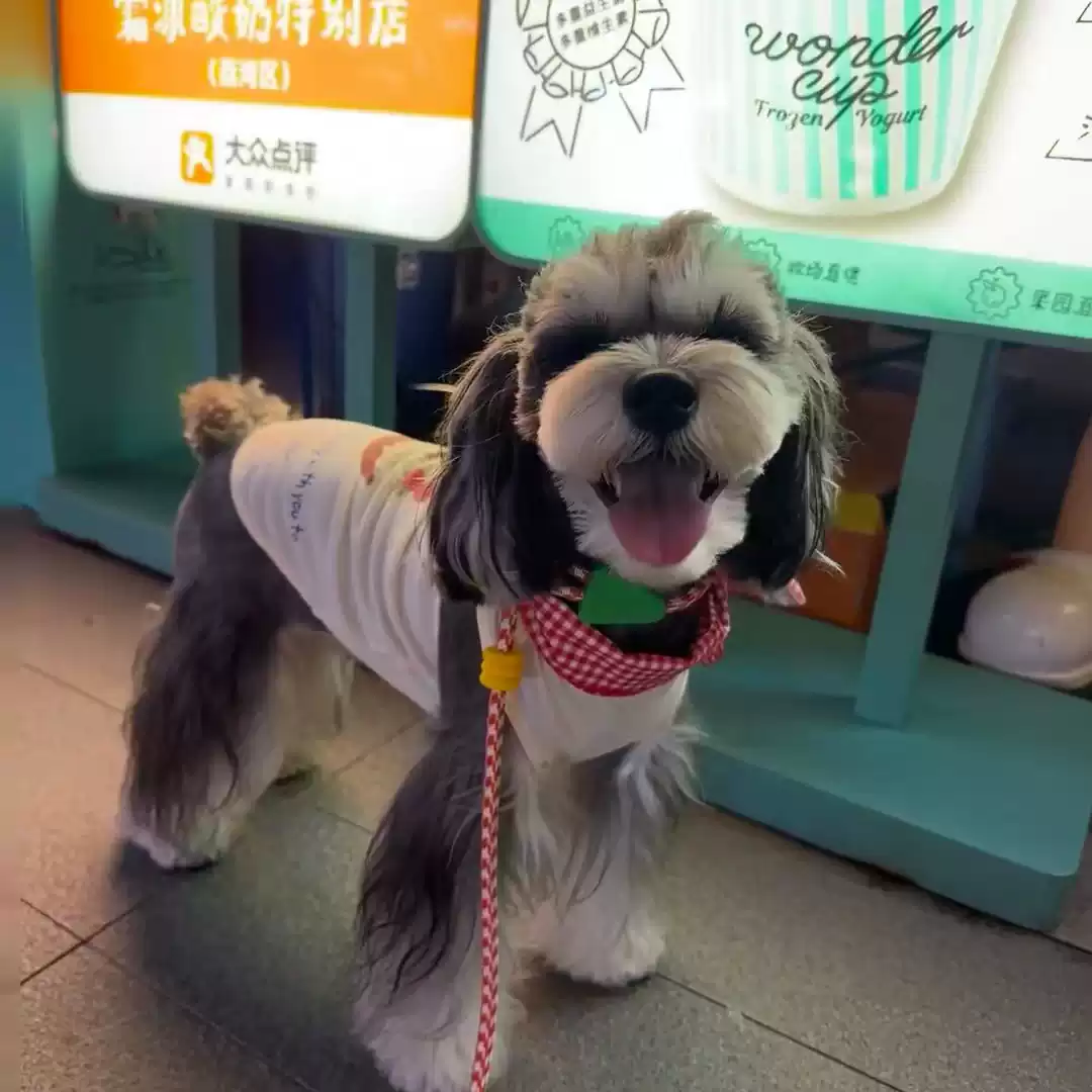 Summer Thin Denim Pet Vest for Small Breeds (Dogs & Cats)