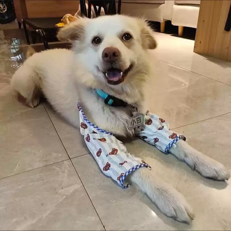 Dog Elbow Protector for Large and Medium Breed Dogs - Front Leg Joint Protection Against Licking and Abrasion