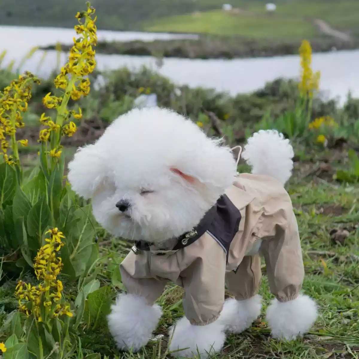 Dog Windproof Jacket - Four-Legged Warm Coat for Small to Large Dogs