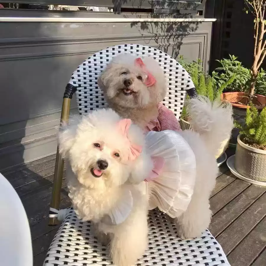 Pet Spring/Summer New Style Breathable Tulle Dress - Lightweight Sun Protection, Leash-Compatible for Dogs & Cats