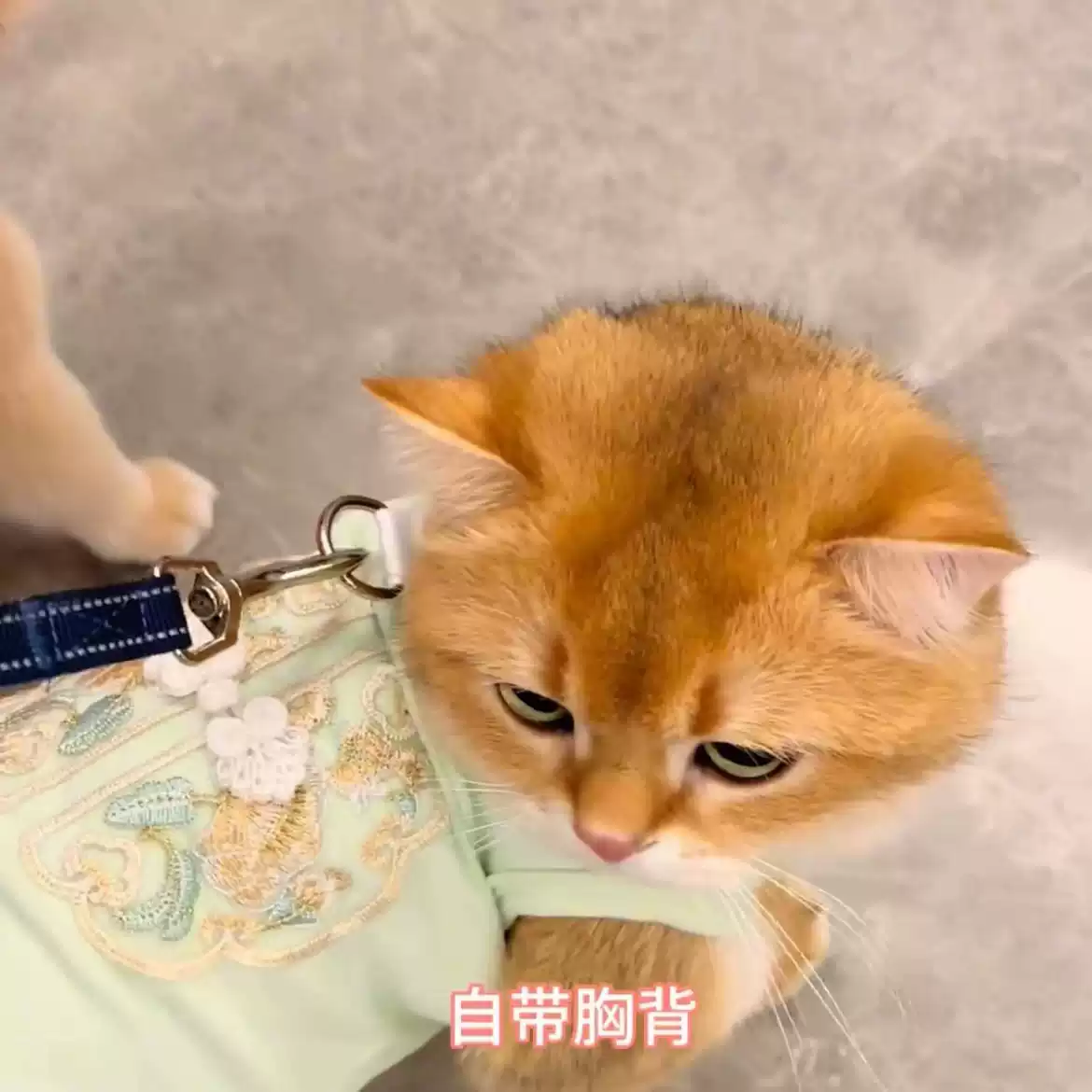 Antique Chinese Style Pet Vest - Spring/Summer Anti-Shedding, Leash Attachment, Frog Button Embroidery