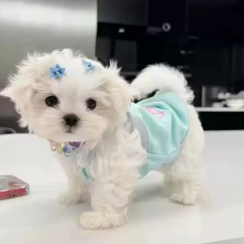 Cute Pet Camisole for Dogs & Cats - Spring/Summer Sleeveless