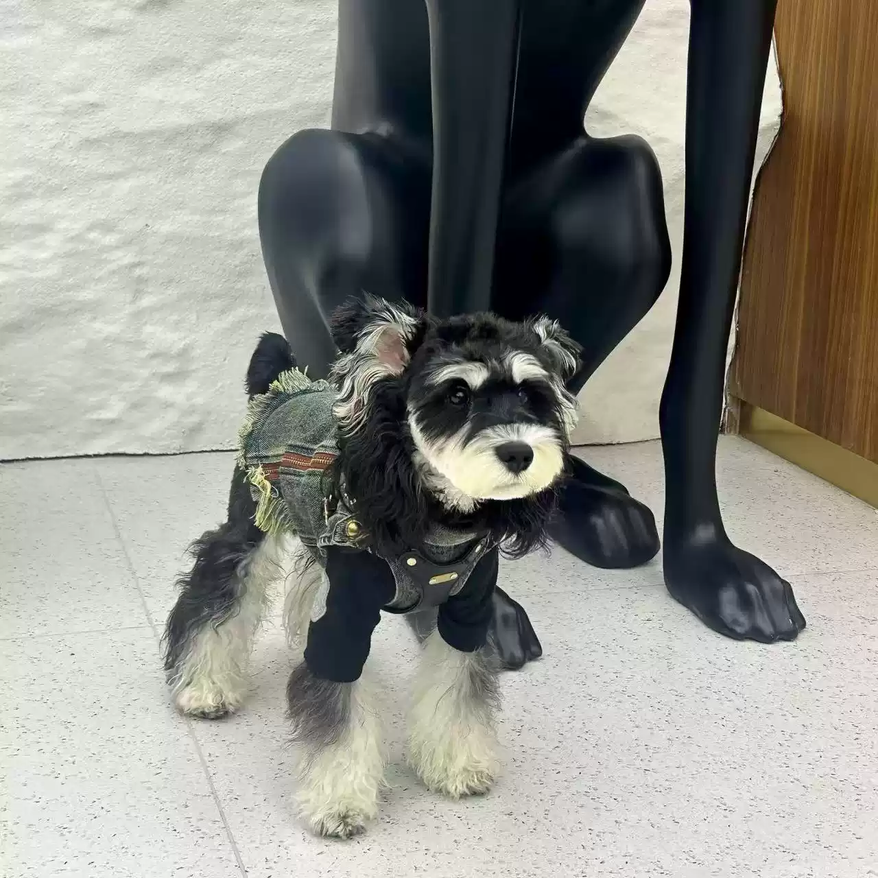 Spring Denim Vest for Small Dogs & Cats