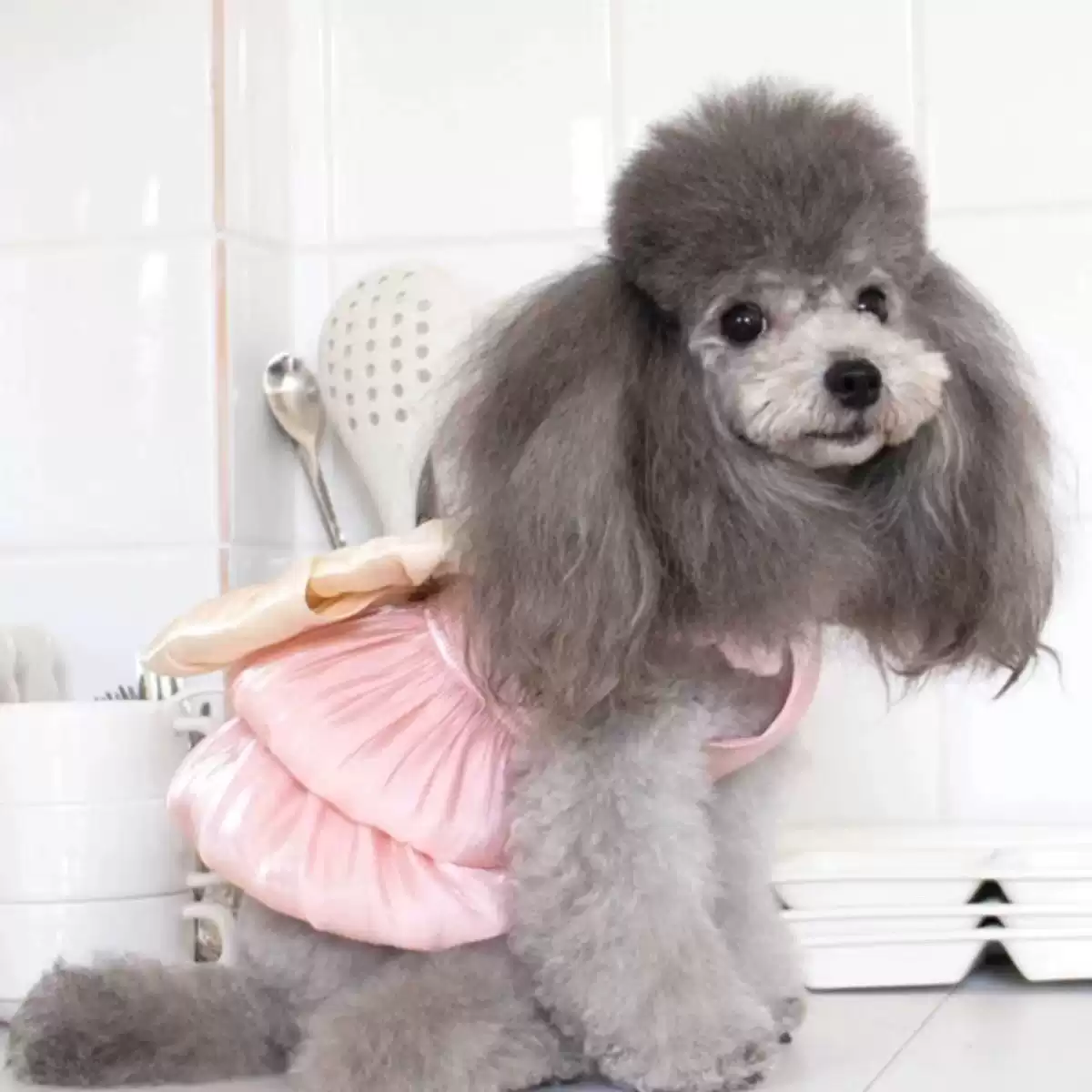 Princess Leash Dress Evening Gown for Small Dogs, Pet Apparel, Spring/Summer Thin Fabric