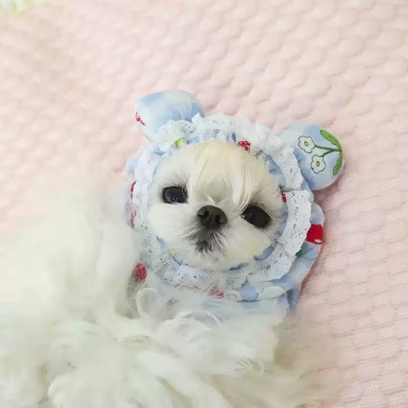 Long-Haired Pet Eating Head Cover - Anti-Dirty, Stereoscopic Ears, Bear & Lace Design