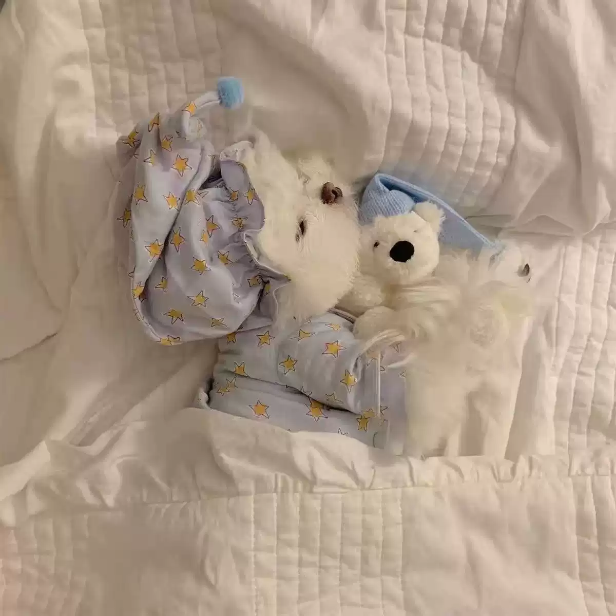 Pet Dog & Cat Cartoon Pajama Set with Hat, Thin Style