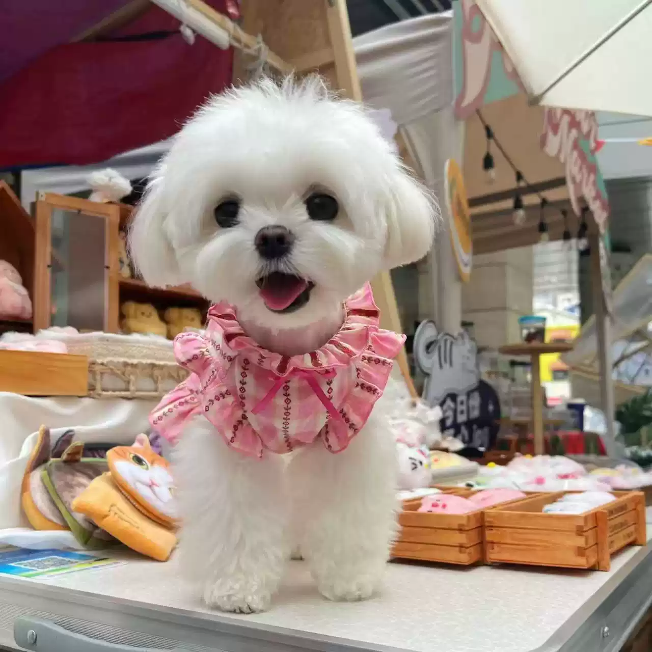 Summer Puffed Sleeve Plaid Pet Princess-Style Dress Homewear for Dogs (Teddy, Bichon, Pomeranian) & Cats