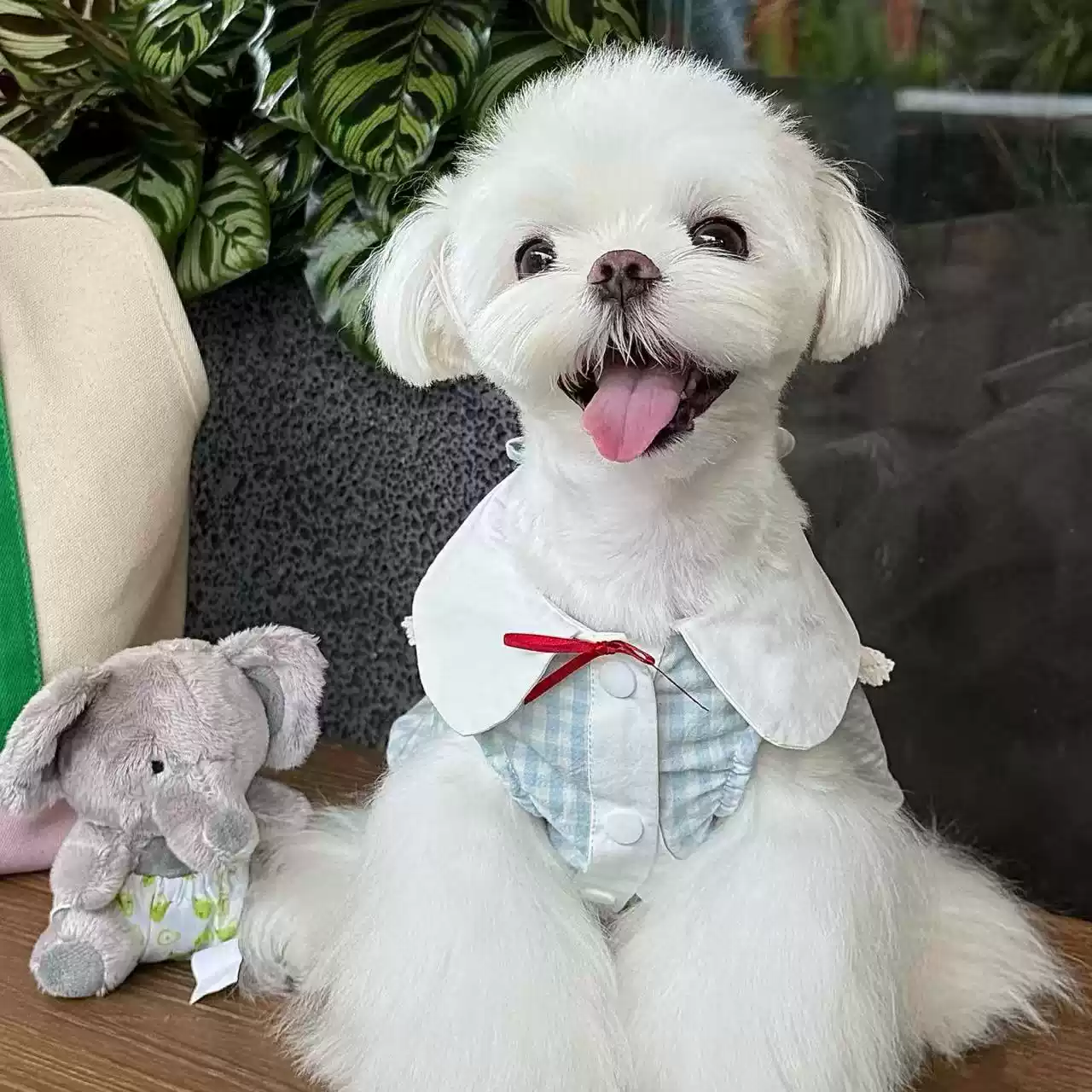 New Plaid Spring & Summer Thin Pet Skirt for Small Dogs & Cats