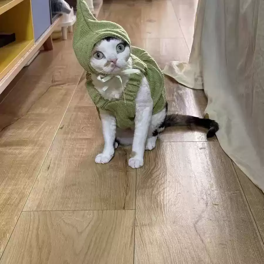 2024 New Summer & Winter Cat Pet Vest, Cotton Warm Two-Legged Outfit