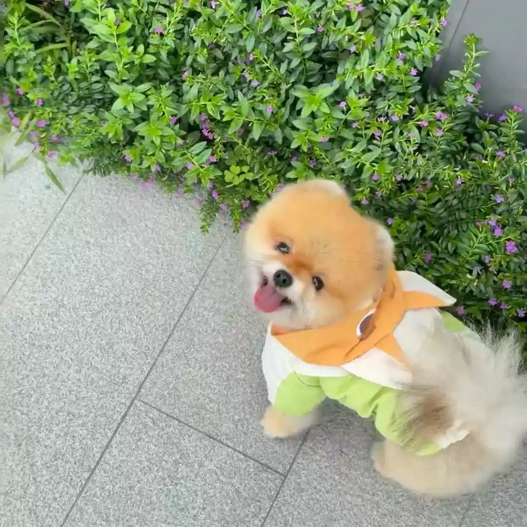 Anti-Shedding Lightweight Pet Trench Coat for Dogs & Cats - Trendy Couple Style, New Spring/Summer Collection for Small & Medium Breeds